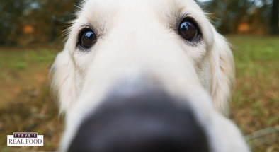 How to Sniff Out Quality Pet Food