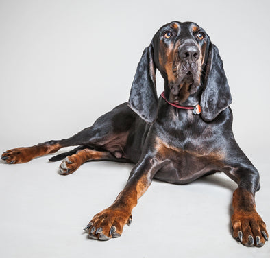 Spoil your pooch on National Pet Day, April 11th! Hound Dog Image
