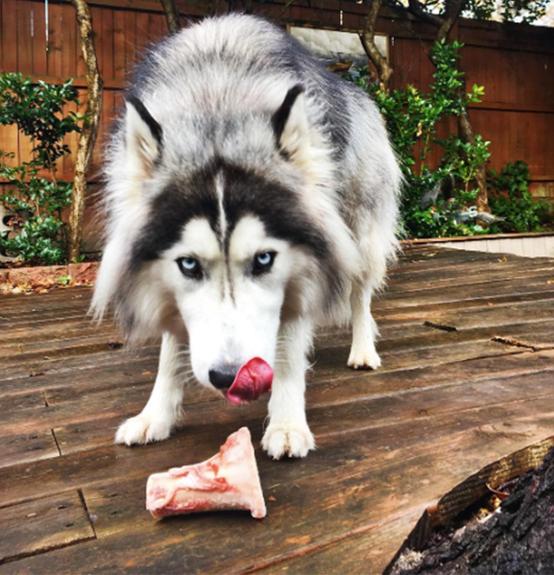 Raw Beef Marrow Recreational Bones for Dogs and Cats, husky with bone