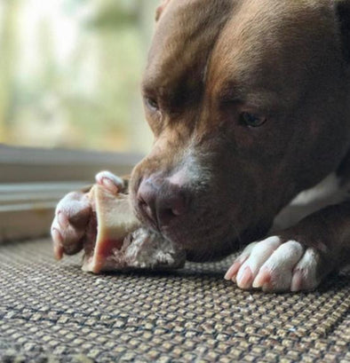 Raw Beef Marrow Recreational Bones for Dogs and Cats, dog eating bone