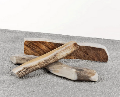 Primal Moose Antlers