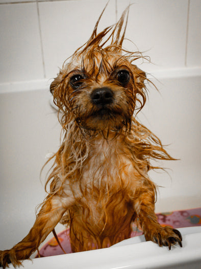 DIY Dog Wash (Reservations REQUIRED)