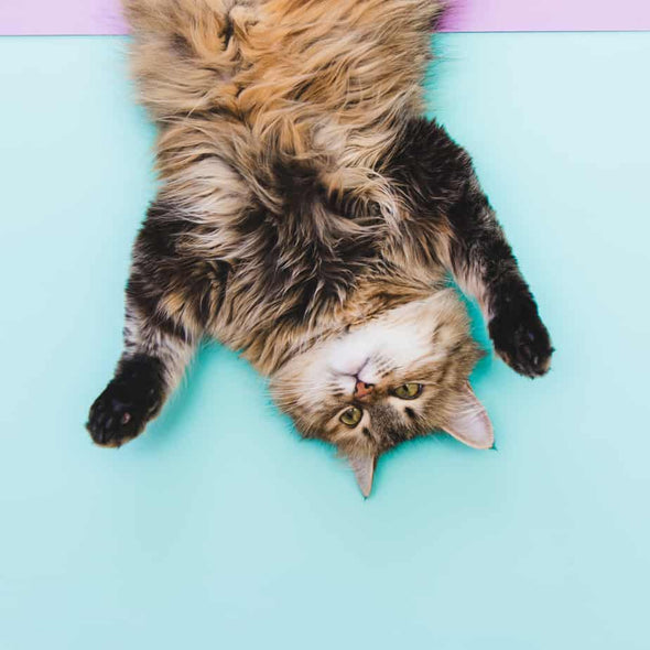 Happy Cat Supplement, HEAL-Full Spectrum Hemp Extract (CBD) For Cats - 1100 MG is made by CBD Dog Health