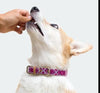 Green Coast Pet Pill-A-Pet Soft Chews for Dogs, dog eating pill with Pill-A-Pet