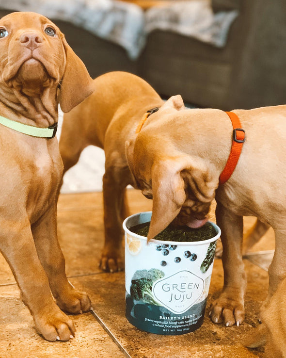 Green Juju™ Bailey's Blend Raw Supplement for Dogs, puppies eating