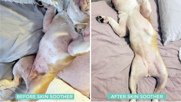 Natural Dog Company's Organic Skin Soother Balm for Dogs, results in dog
