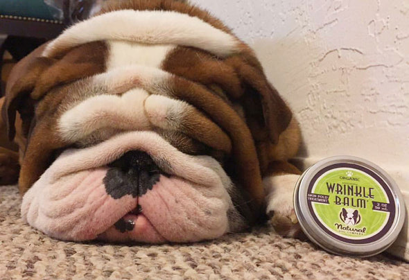 Natural Dog Company’s Organic Wrinkle Balm, bulldog with 2oz balm tin