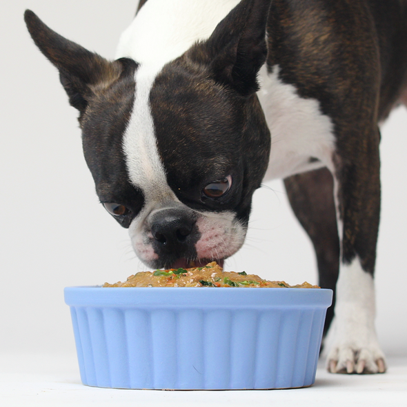 Open Farm Grass-Fed Beef Rustic Stew for Dogs, dog eating stew
