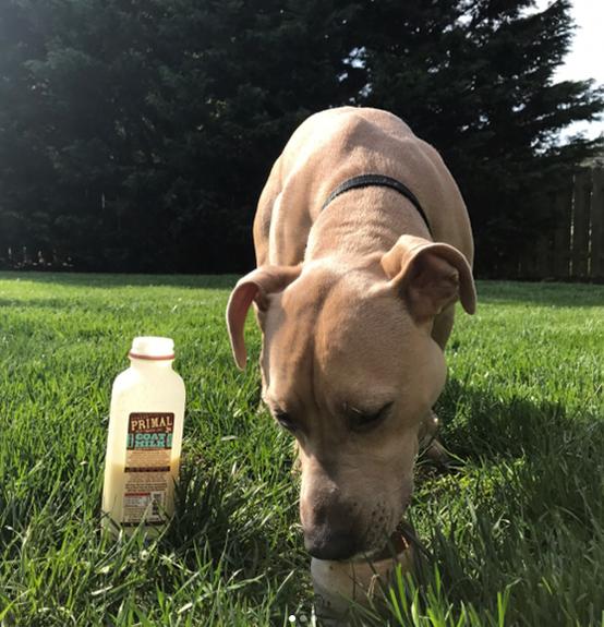 Primal's Raw Goat Milk for Dogs and Cats, dog drinking