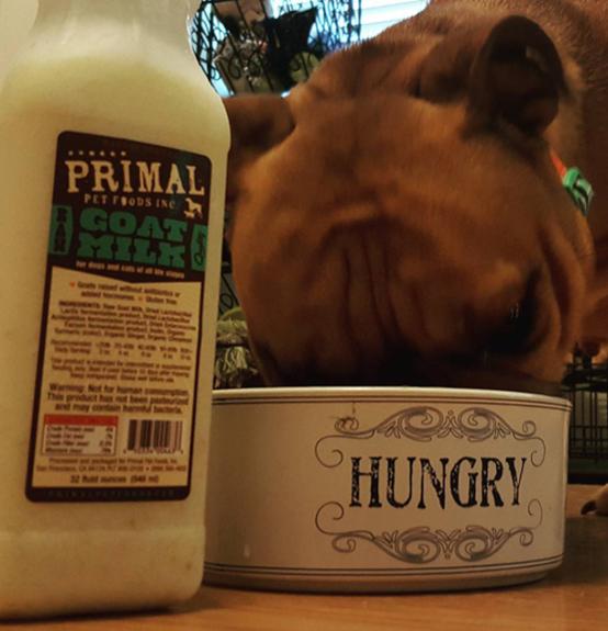 Primal's Raw Goat Milk for Dogs and Cats, dog drinking