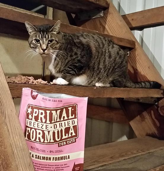 PRIMAL's Raw Freeze-Dried Feline Beef & Salmon Formula, image of cat