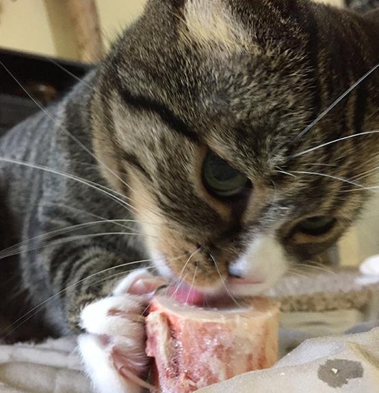 Raw Beef Marrow Recreational Bones for Dogs and Cats, cat eating bone