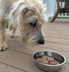 Primal Pet Foods Raw Frozen Canine Chicken Formula, dog eating food