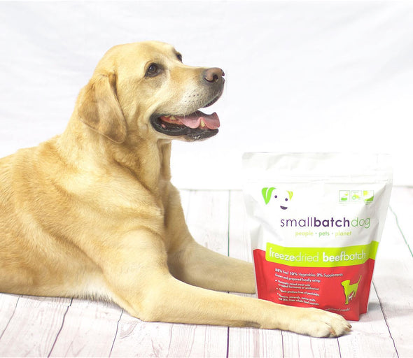 Small Batch Freeze Dried Beef Dog Food, dog poses with food