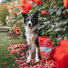 Stella's Solutions Immune Boost Lamb Dinner Morsels For Dogs