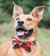 The Foggy Dog Bow Tie