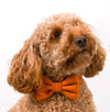 The Foggy Dog Bow Tie