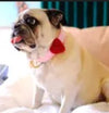 Mimi Green Dog Collar Accessories