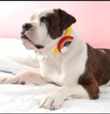 Mimi Green Dog Collar Accessories